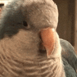 PuffedBirb